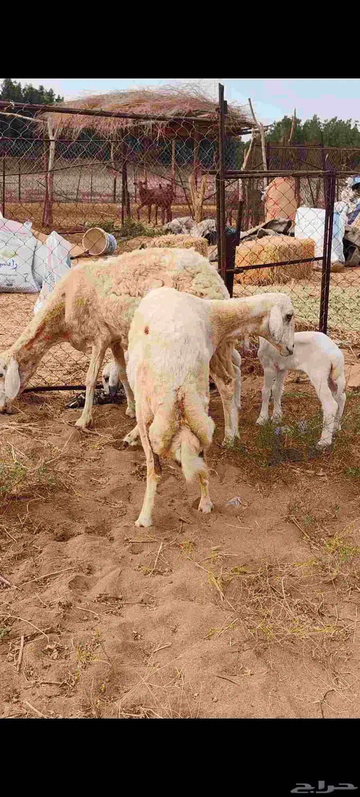 ضان مقاني ولد 1