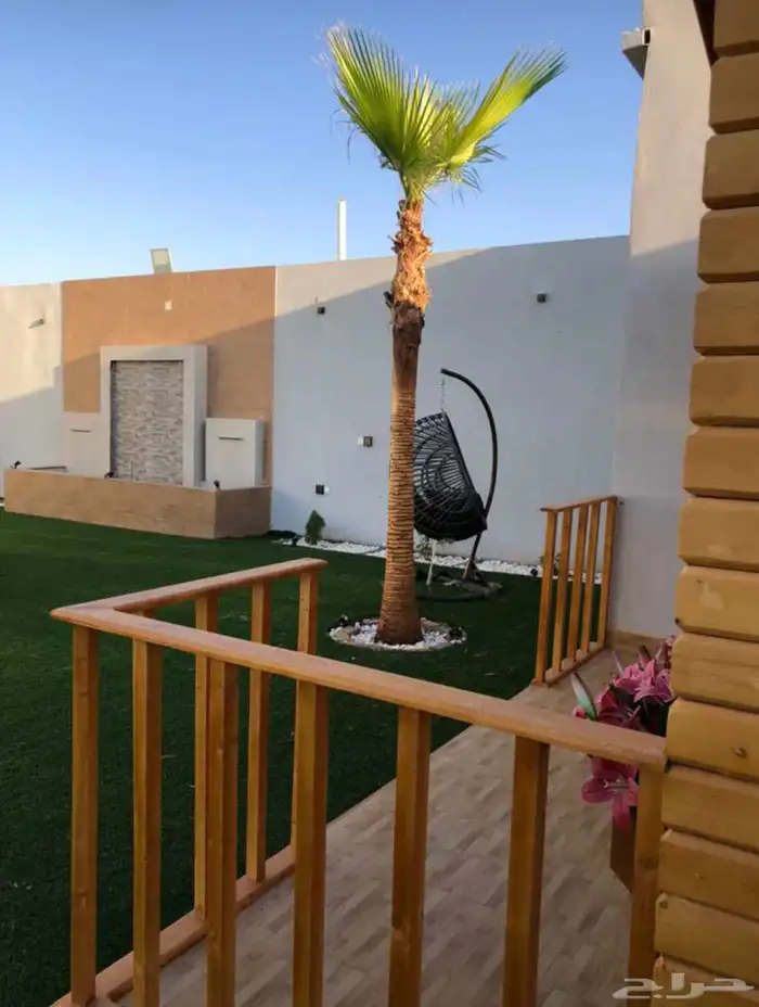 نخيل امريكي زينه نخيل واشنطنيا زينه 20