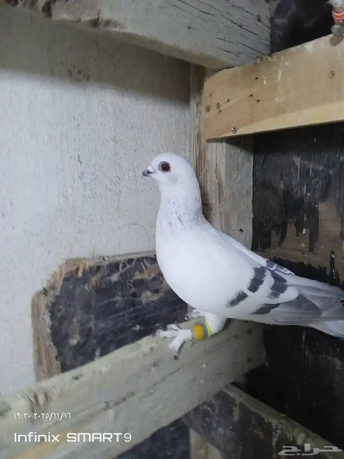 حمام شامي ذكر بوز كش 1