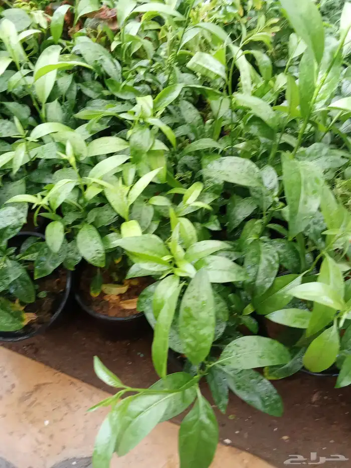 مشتل زراعي 2