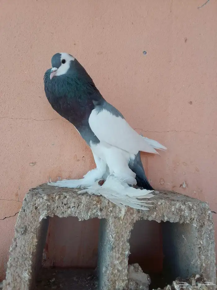 زوج بغادنه معاكيف مستوي نفاخ كرنقو ومالتيز 7