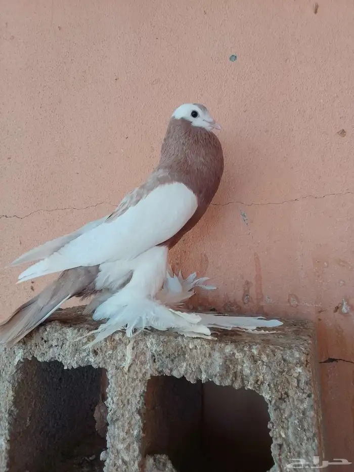 زوج بغادنه معاكيف مستوي نفاخ كرنقو ومالتيز 6