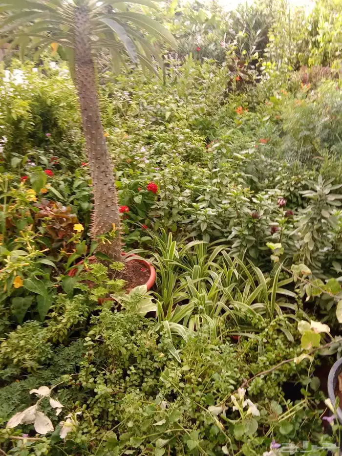 مشتل زراعي 3