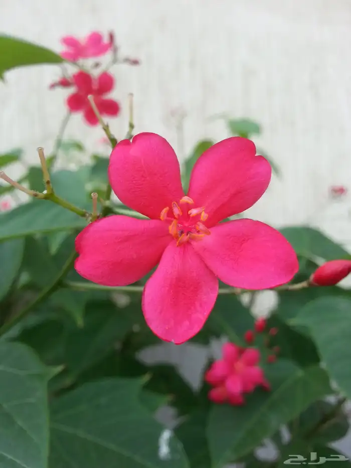 مستعمل سامسونغ جالكسي نوت 2 تو . 14