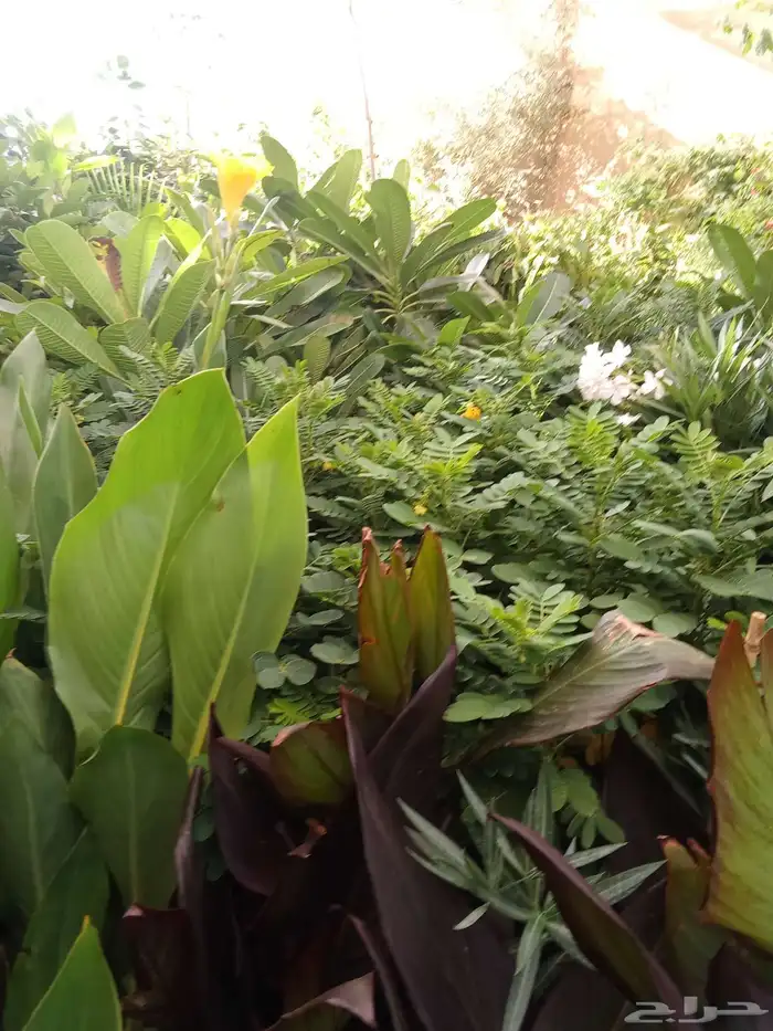 مشتل زراعي 5