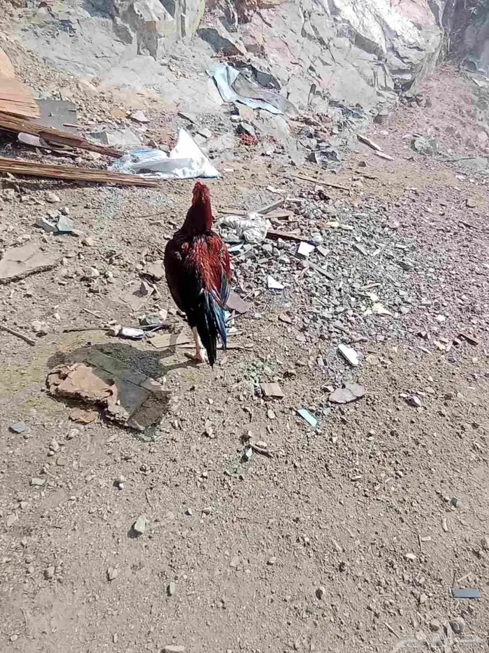 الديك ممتاز الصحه 100  100 طول الديك بلوكتين 2