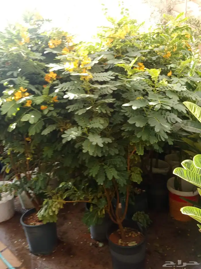 مشتل زراعي 0