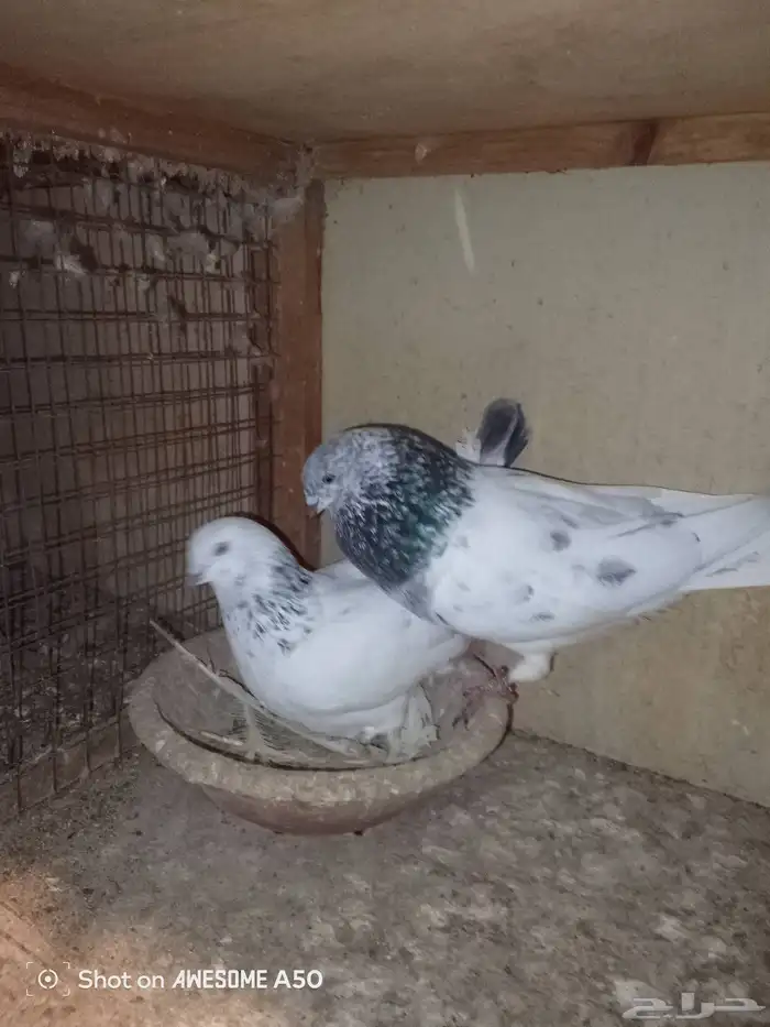 حمام باكستاني 3