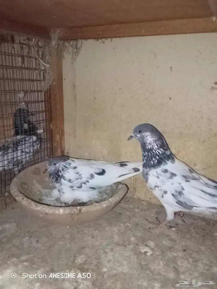 حمام باكستاني 2