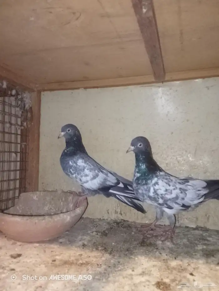 حمام باكستاني 1