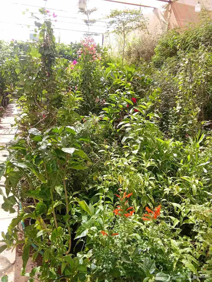 مشتل زراعي 8