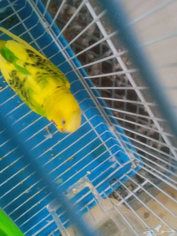 عصفور بادجي 0