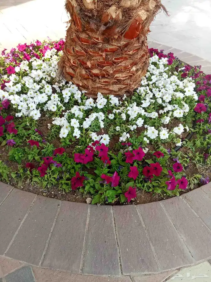 مشتل زراعي 6