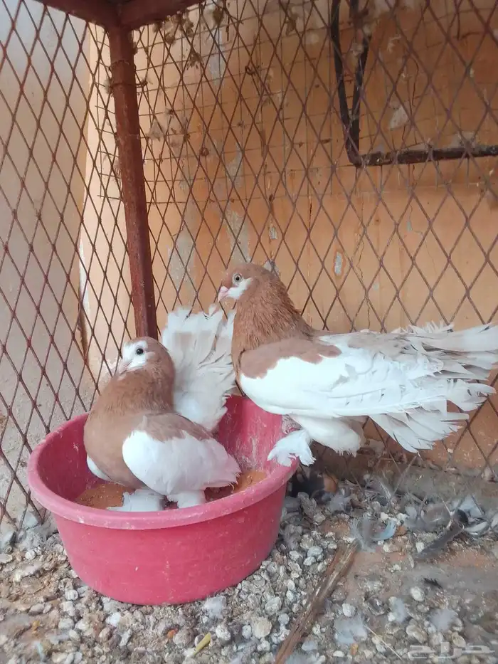 زوج بغادنه معاكيف مستوي نفاخ كرنقو ومالتيز 8