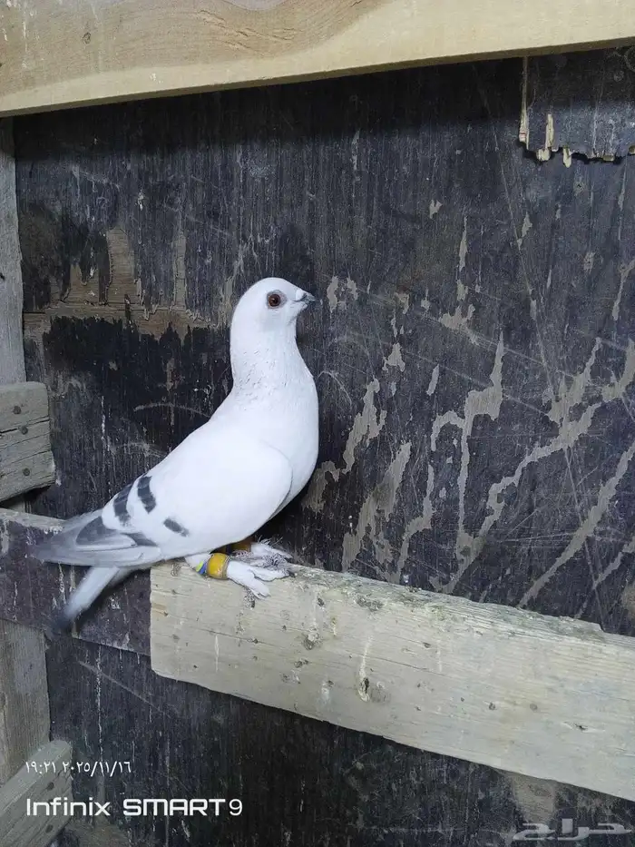 حمام شامي ذكر بوز كش 0