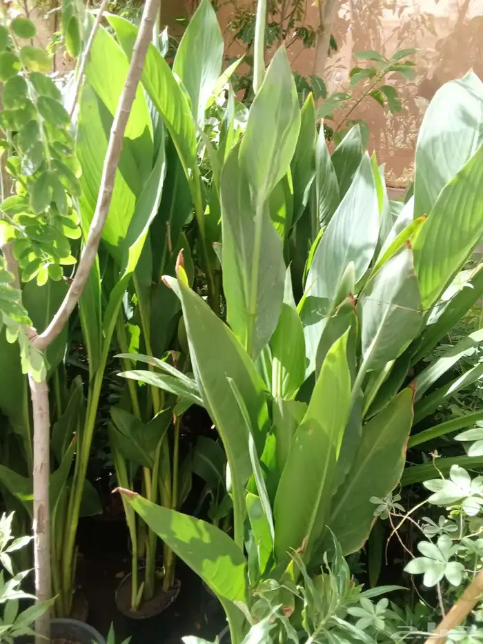 مشتل زراعي 7