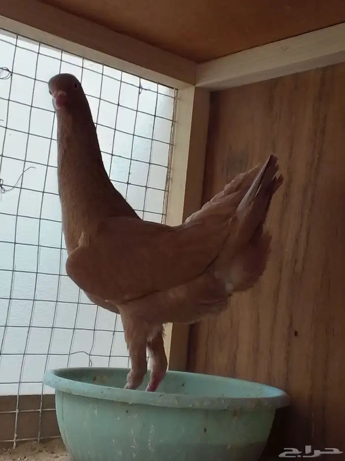 زوج بغادنه معاكيف مستوي نفاخ كرنقو ومالتيز 10