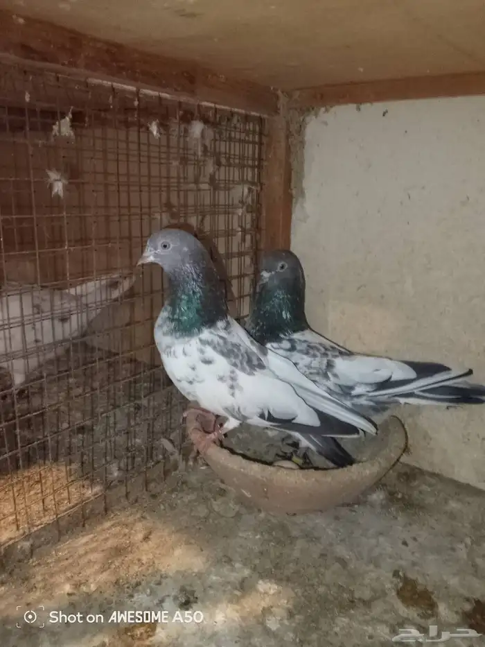 حمام باكستاني 0