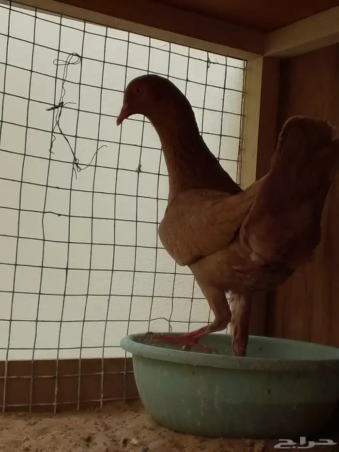 زوج بغادنه معاكيف مستوي نفاخ كرنقو ومالتيز 11