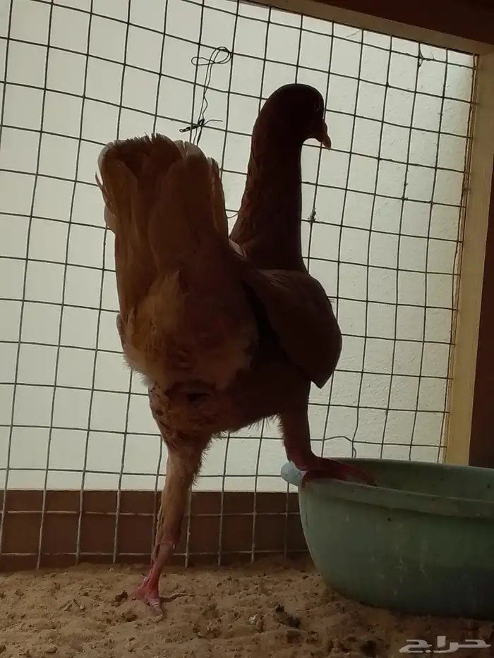 زوج بغادنه معاكيف مستوي نفاخ كرنقو ومالتيز 9