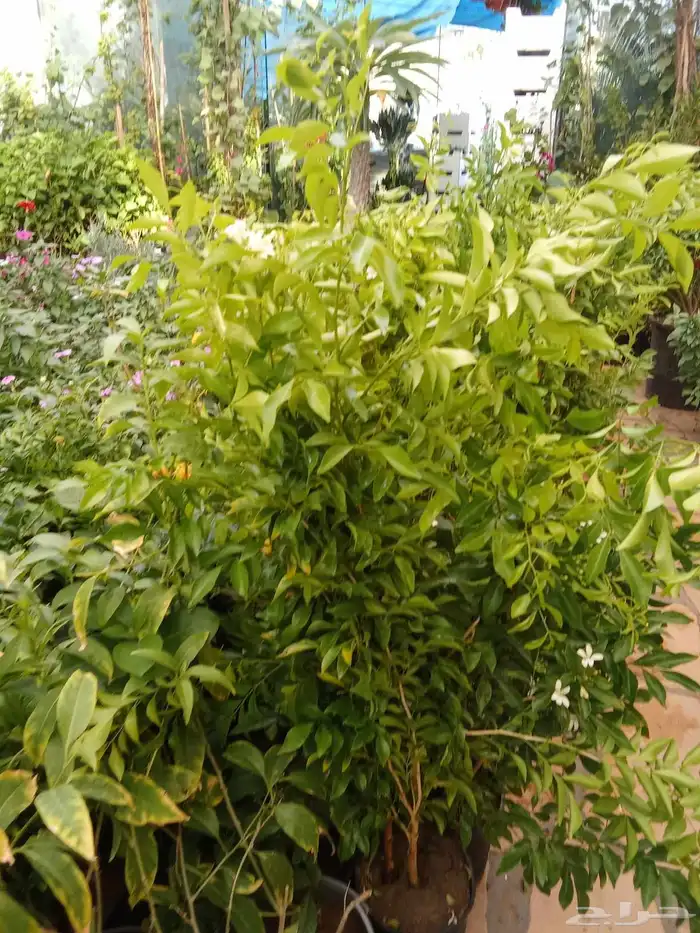 مشتل زراعي 4