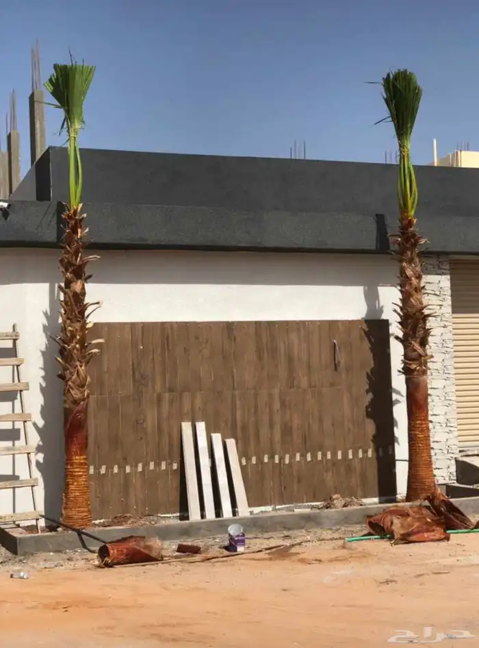 نخيل امريكي زينه نخيل واشنطنيا زينه 16