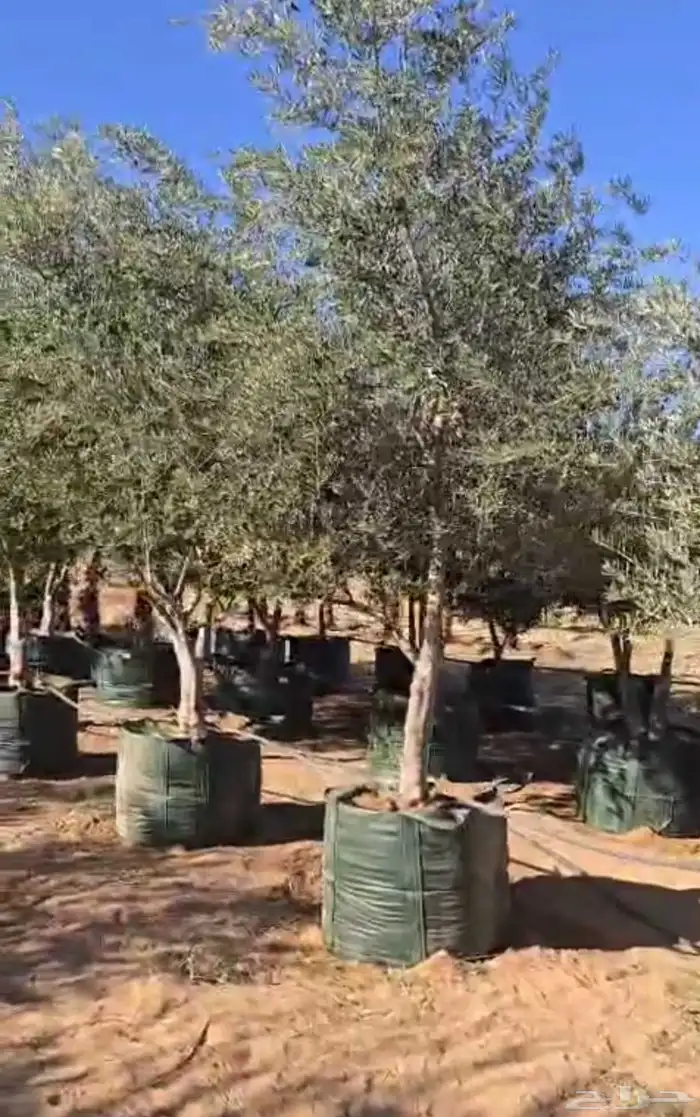 زيت زيتون البيع 1