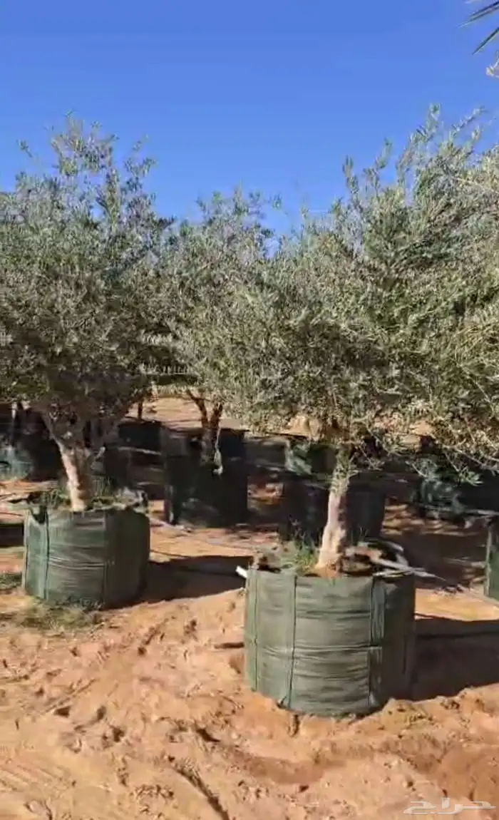 زيت زيتون البيع 2