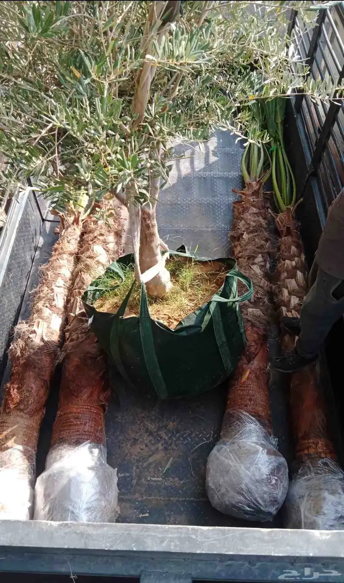 زيت زيتون البيع 3