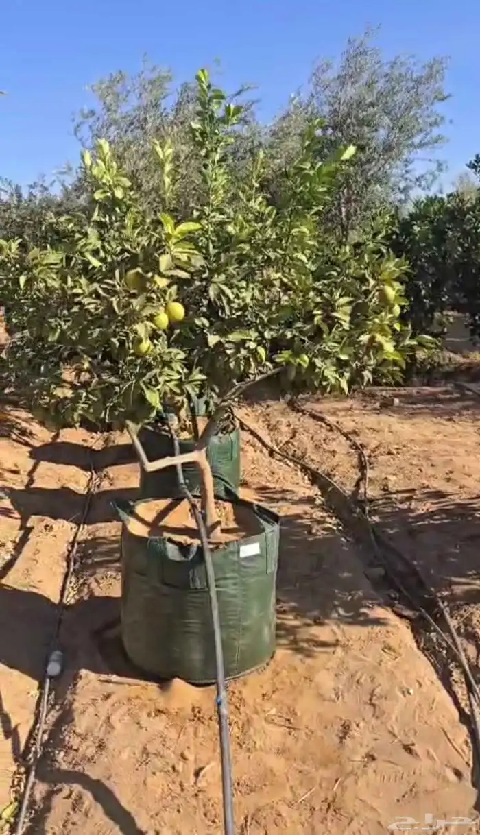 زيت زيتون البيع 0