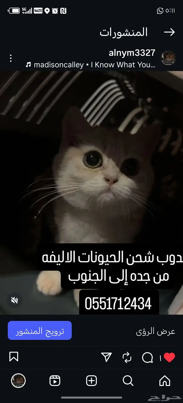 موصل حيوانات أليفة قطط طيور 0