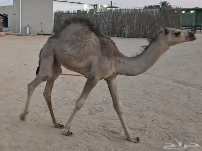 عشرا معها قعود عمره فوق 7 شهور 1