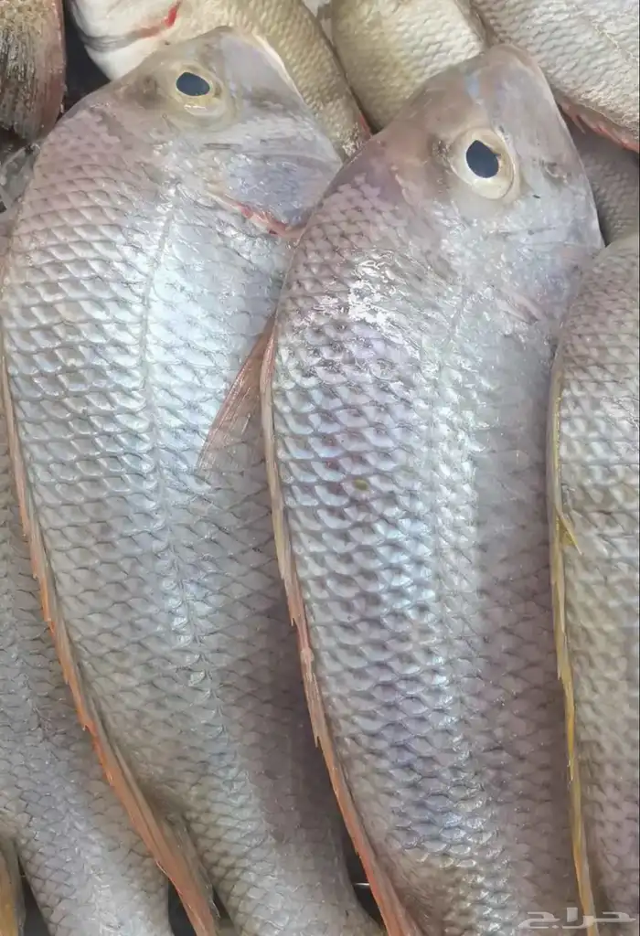 يوجد لدينا أسماك طازة يومية ني وفي جاهز مقلي مشوي المناسبا 2