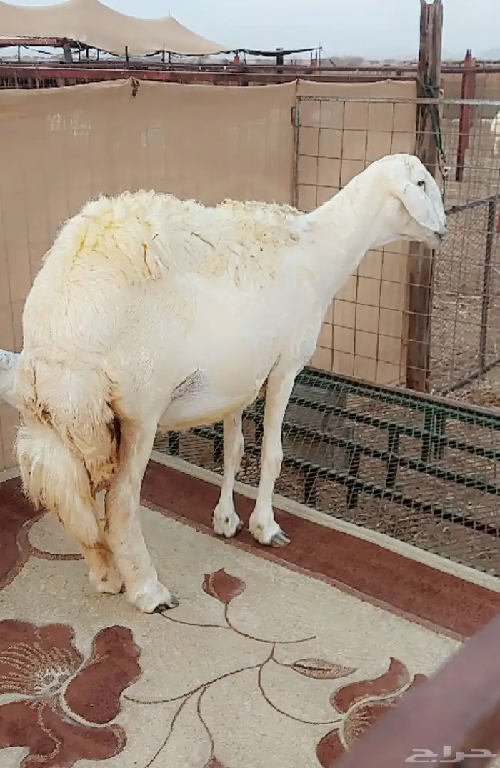 شاه صنف حري خلفه 1