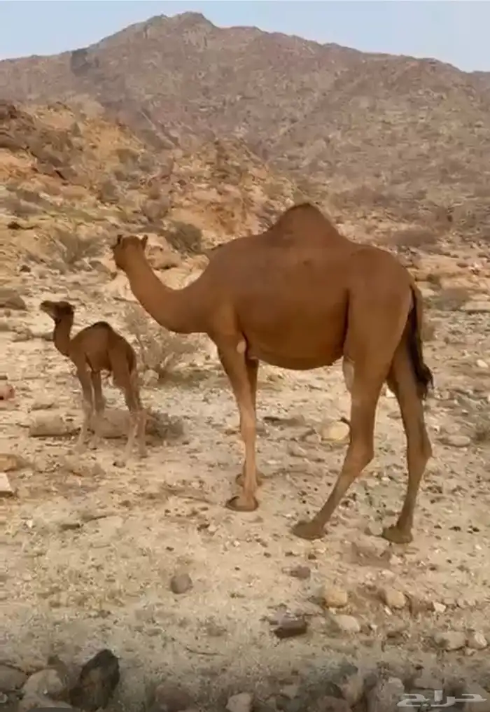 للبيع خلفات سواحل 0