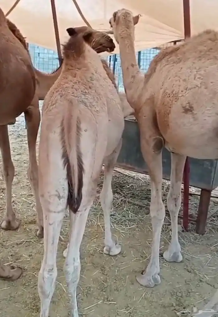 قعدان شرط نظافه مقفله شحم تربية مميزه اعمارها من 8 ل 9 شهور 0