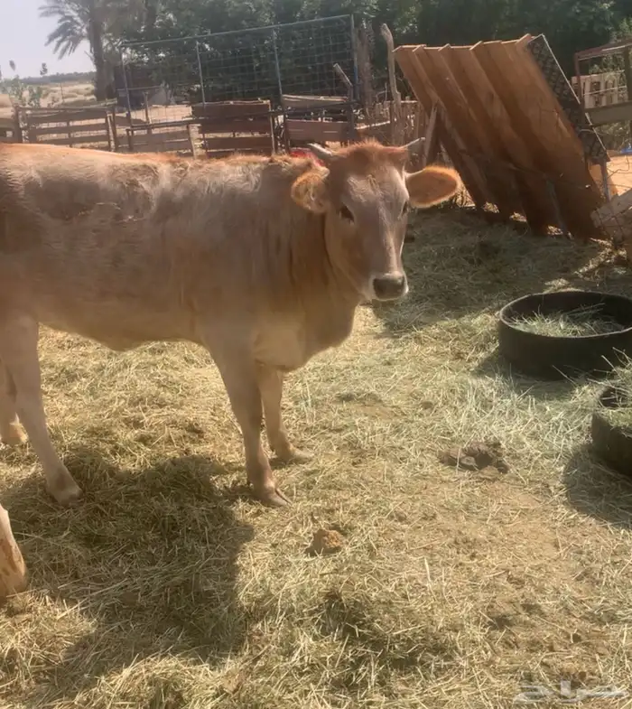 حسيله بعمر عشره شهور 1