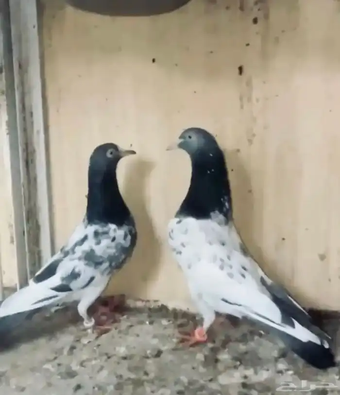 جوز أساس سيت ولا 6