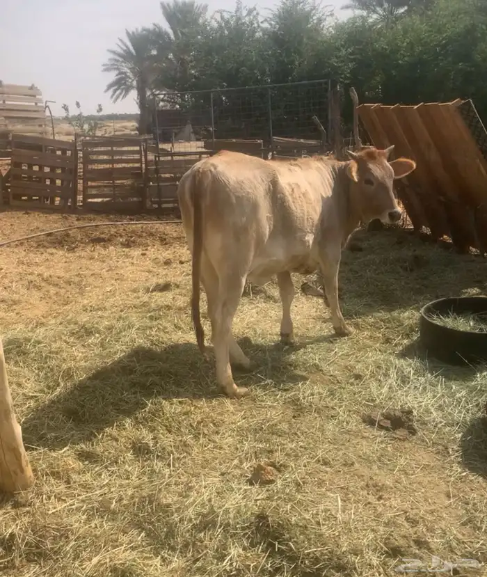 حسيله بعمر عشره شهور 0