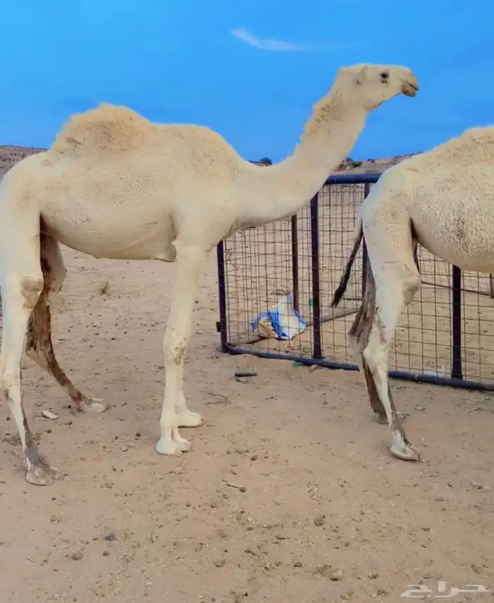 بكره لقيه على جميع الشروط 0