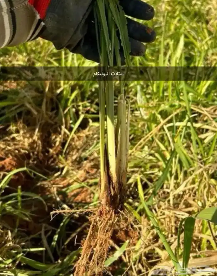 اعلاف اعلاف وشتلات بونيكام اسباني 3