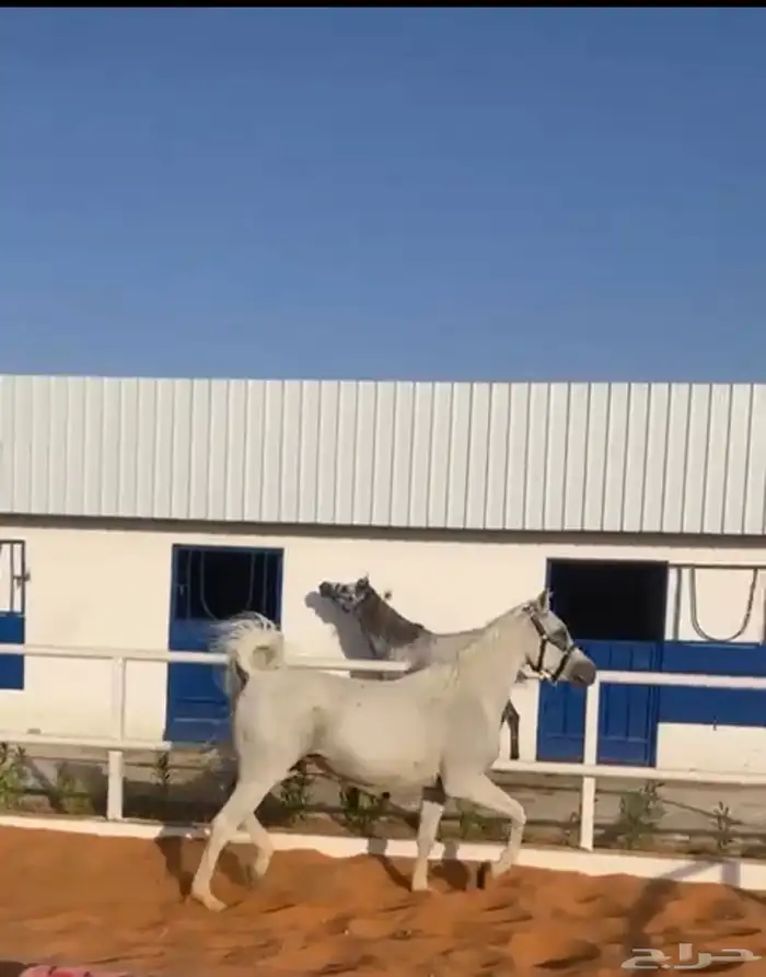 مربط السلطان 12