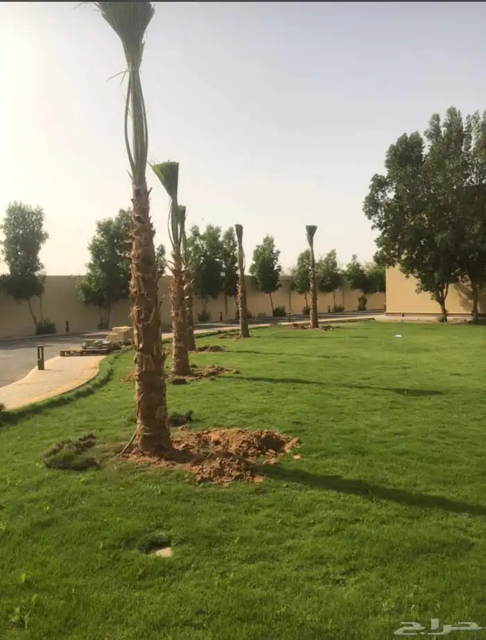 نخيل امريكي زينه نخيل واشنطنيا زينه 21