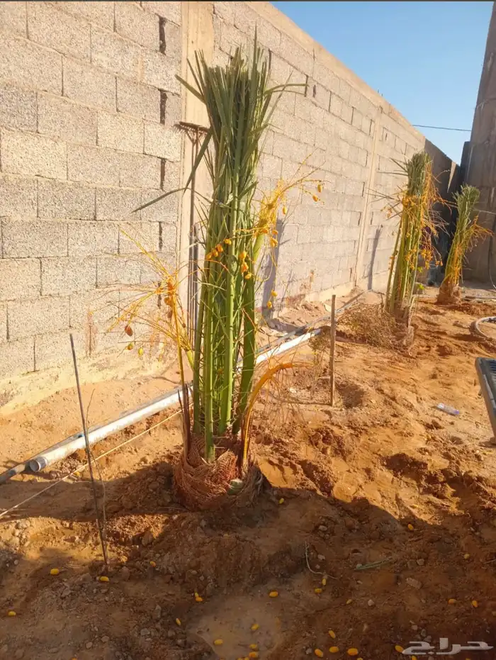 يوجد لدينا نخل البيع الموقع شقرا ساجر الدودمي عفيف 5