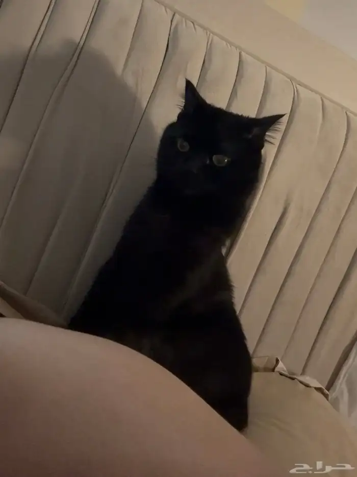 قطوه للتبني 0