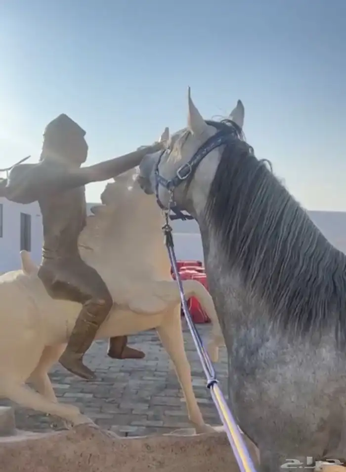 مربط السلطان 11