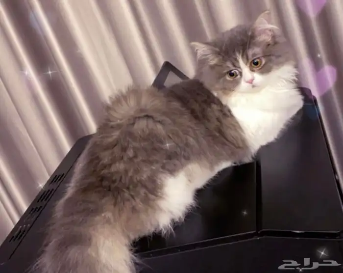 بسة للتبني 0