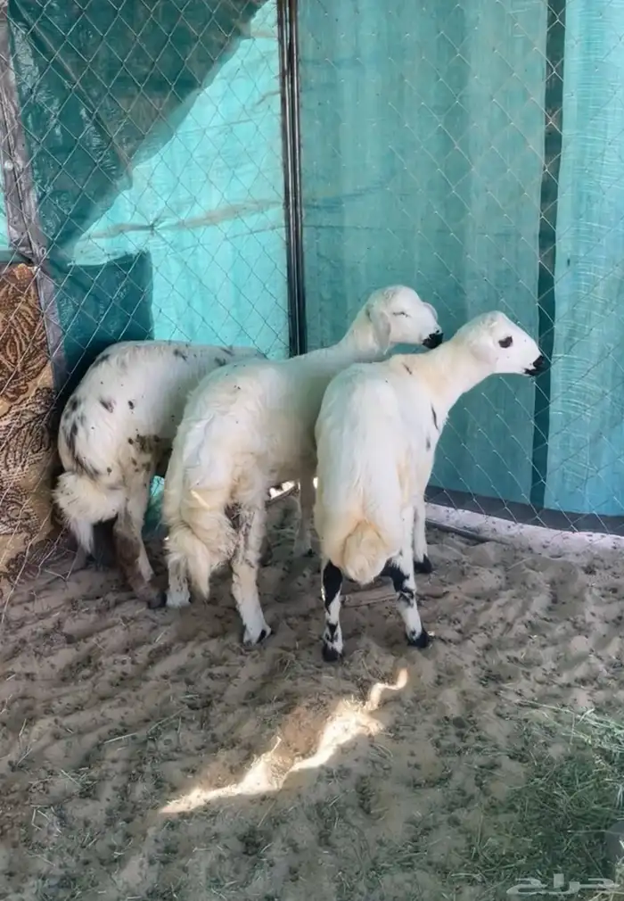 ثلاثه خرفان بلديه زبده 0