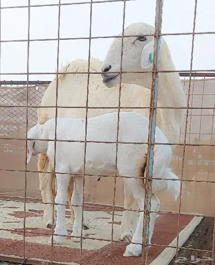 شاه صنف حري خلفه 3