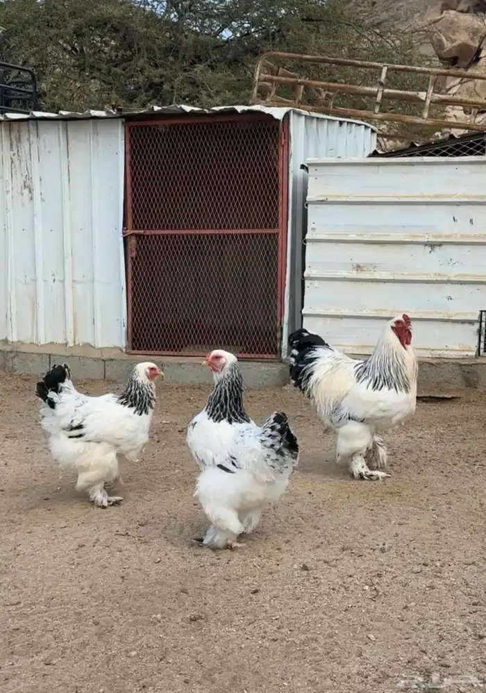 3 اطقم دجاج براهما للبيع 0
